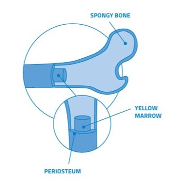 fitbone teknik